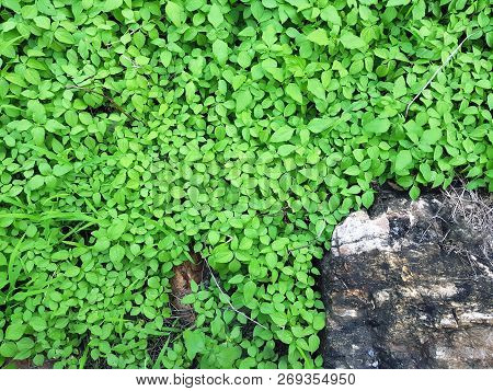 Green Leaves. Green Leaves Background Texture. Creative Layout Made Of Green Leaves. Flat Lay. Natur
