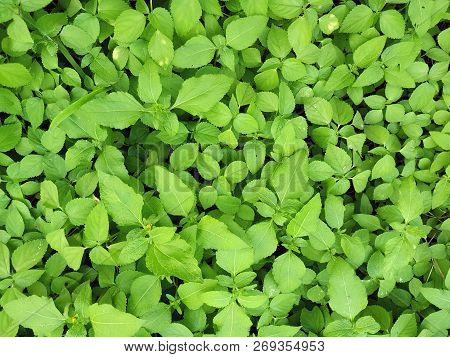 Green Leaves. Green Leaves Background Texture. Creative Layout Made Of Green Leaves. Flat Lay. Natur