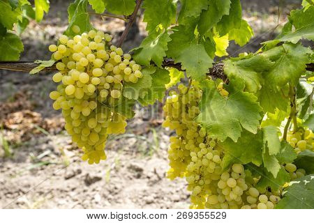 Fresh Grapes Field Vineyard. Buca / Izmir / Turkey