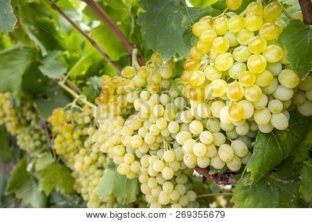 Fresh Grapes Field Vineyard. Buca / Izmir / Turkey
