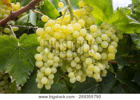 Fresh Grapes Field Vineyard. Buca / Izmir / Turkey