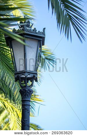 Beautiful Palm Tree Alley With Vintage Lanterns In A Park In Autumn, Europe, Spain, Oviedo