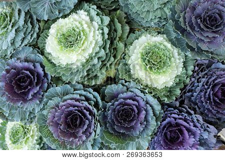 Ornamental Cabbages Brassica Oleracea Decorative Cabbage Flowers Background From The Top View.