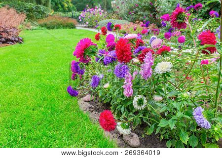 Backyard With Blooming Callistephus Chinensis Flowers And Green Lawn
