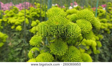 Green Chrysanthemum In A Botanical Garden, A Flower Like Lime