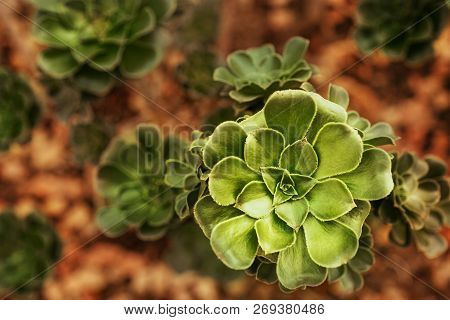 Beautiful Bright Green Succulent Plant, Natural, Biological Concept. Background Or Pattern With Copy