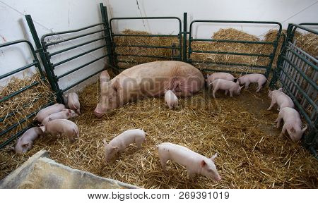 Swine With Piglets Lying On Straw In Pigpen. Newborns Waiting For Milk