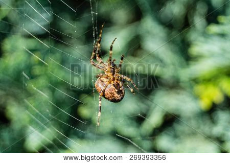 European Garden Arachnoid Spider In The Web