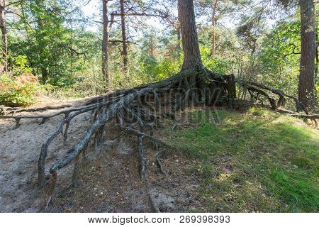 Bare Big Tree Roots Branches Off From A Tree Trunk Far Above The Ground In A Forest Landscape Scener