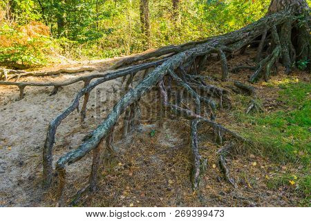 Big Bare Branched Off Tree Roots Growing Far Above The Ground
