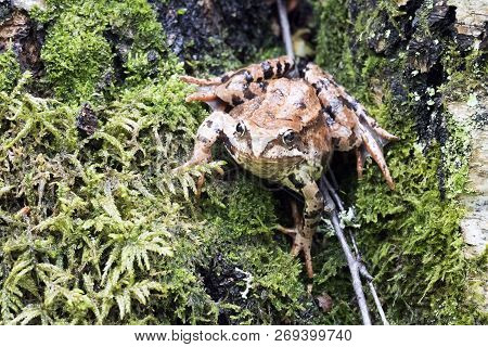 Tree Frog On Spring Leaves. Lithobates Sylvaticus .russia. Leningrad Region.