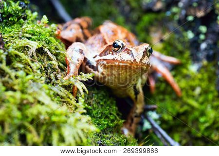 Tree Frog On Spring Leaves. Lithobates Sylvaticus .russia.