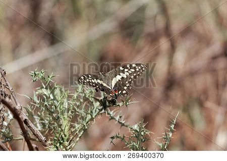 Citrus Shallowtail Butterfly (papilio Demodocus)