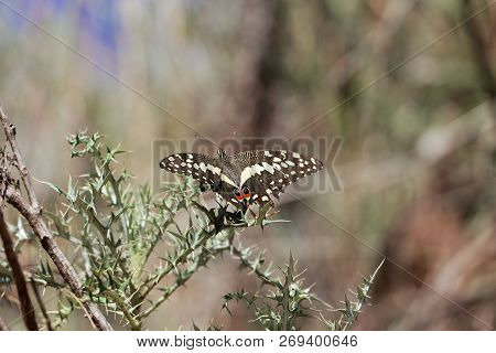 Citrus Shallowtail Butterfly (papilio Demodocus)