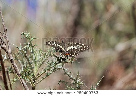 Citrus Shallowtail Butterfly (papilio Demodocus)