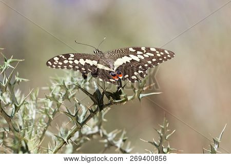 Citrus Shallowtail Butterfly (papilio Demodocus)