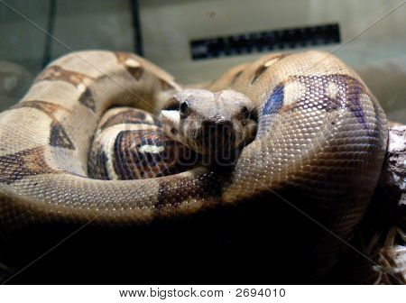 Boa Constrictor