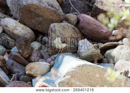 Grey Wagtail (motacilla Cinerea)