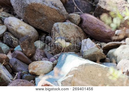 Grey Wagtail (motacilla Cinerea)