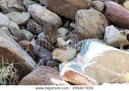 Grey Wagtail (motacilla Cinerea)