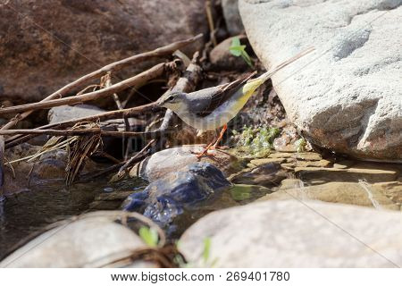Grey Wagtail (motacilla Cinerea)