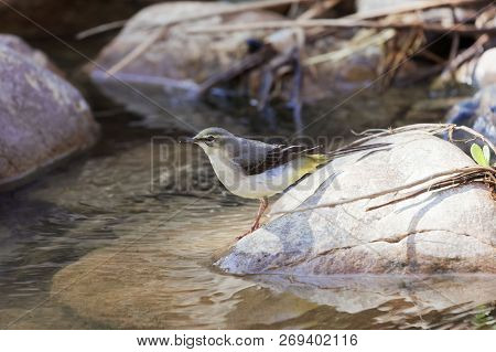 Grey Wagtail (motacilla Cinerea)