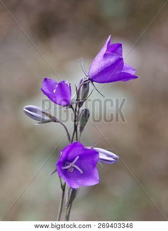 Bluebell Flower And Unsharp Background (latin: Campanula Persicifolia)