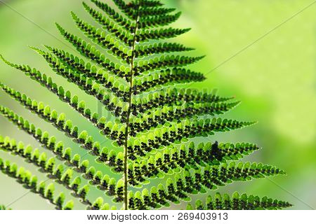 Closeup Of A Backlit Green Fern Plant