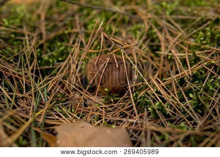 Xerocomus Mushroom Growing In The Ground With Moss Under Needles