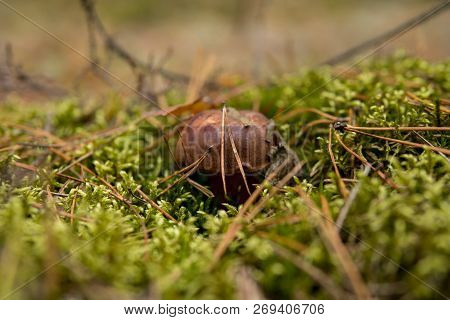 Xerocomus Mushroom Growing In The Ground With Moss Under Needles