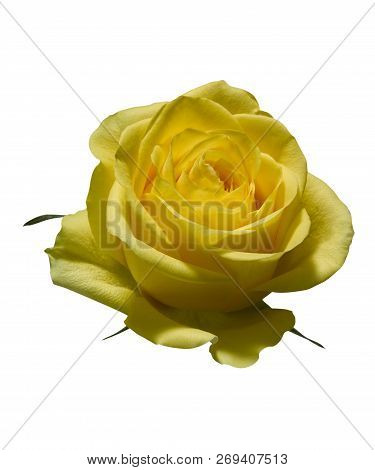 Yellow Rose On White Background With Clipping Path