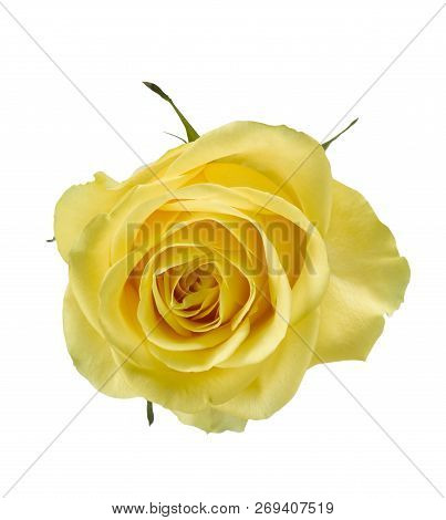 Yellow Rose On White Background With Clipping Path
