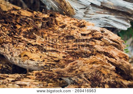 Spil Tree. Rings Near A Tree. Texture For Design Or Background.