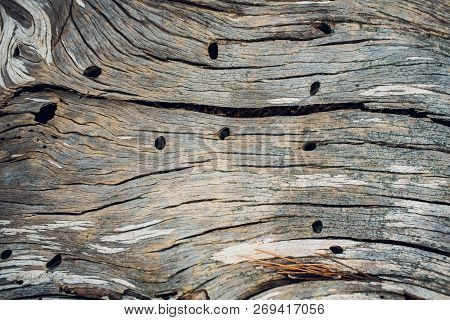 Spil Tree. Rings Near A Tree. Texture For Design Or Background.