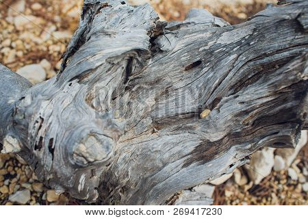 Spil Tree. Rings Near A Tree. Texture For Design Or Background.