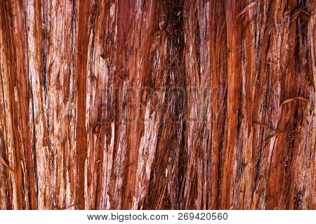 The Texture Of The Bark Of A Young Coastal Redwood, Sequoia Sempervirens- Background Or Backdrop.