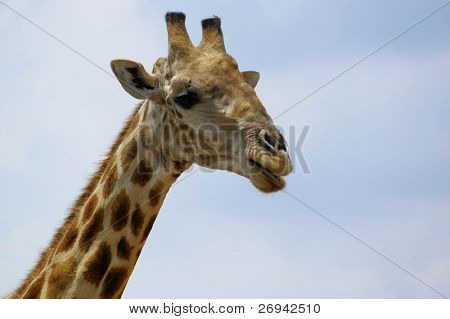 Žirafa v městě Pilanesberg Game Reserve, Jihoafrická republika