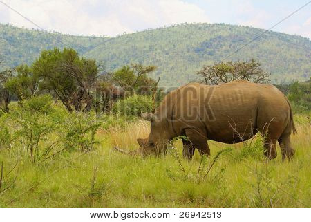 Rhino Pilanesberg oyun rezerv, Güney Afrika