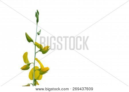 A Bunch Of Yellow Sunn Hemp Flower Blossom On White Isolated Background
