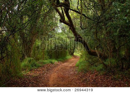 Montane forest in SA, Limpopo