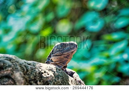 Lizard Iguana Sitting On Grey Stone In Honduras On Sunny Day On Blurred Green Natural Background. Wi