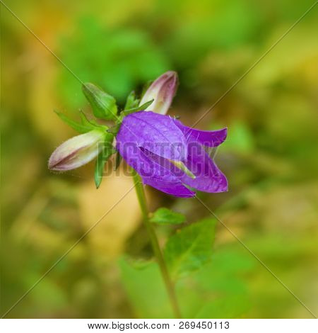 Harebell Wildflowers Campanula Rotundifolia Bellflower Family Bluebells. Beautyful Autumnal Flower O