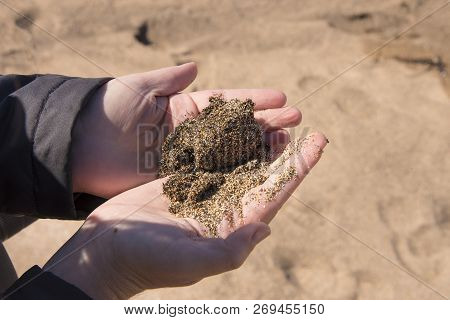 Someone With A Handful Of Colorful Sand On Skarðsvík Beach, Iceland