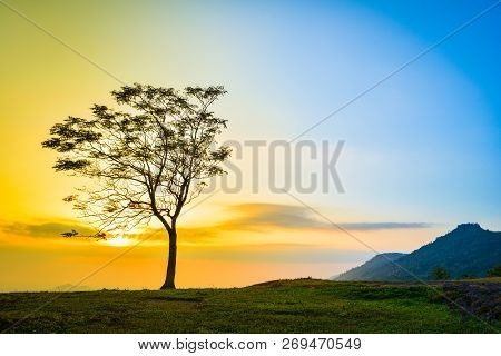 One Tree / The Tree On Slope Hill Mountain And Beautiful Sunrise With Tree Alone And Sun Sky Yellow 