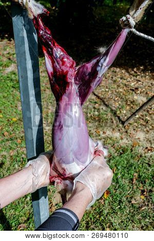 The Slaughter Of The Animal Hare Animal Slaughter The Death Of The Hare Rabbit