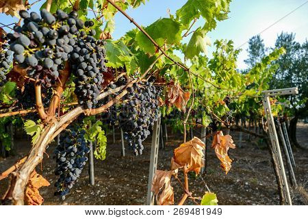 Bunches Of Red Wine Grapes Hanging On The Plant