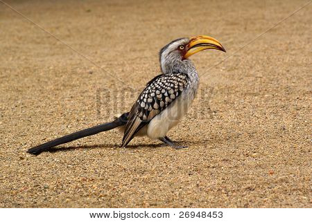 Dzioborożec Południowej yellowbilled
