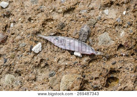 Close-up Of A Dry Fishon A Rock Background