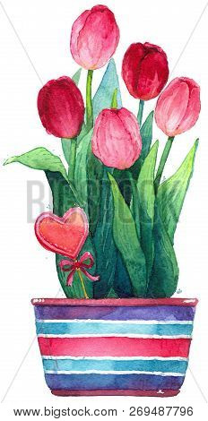 Watercolor Pink Tulips In A Pot Flower Isolate