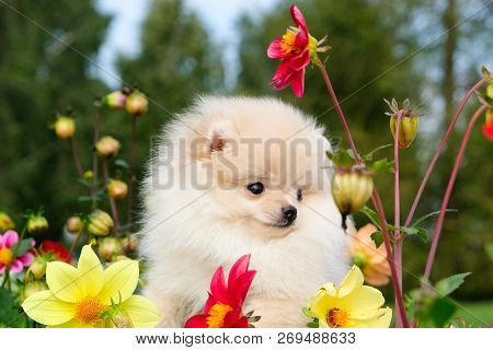 Dog Pomeranian Spitz Standing On His Hind Legs On Grass In Public Park. White Puppy Pomeranian Smili